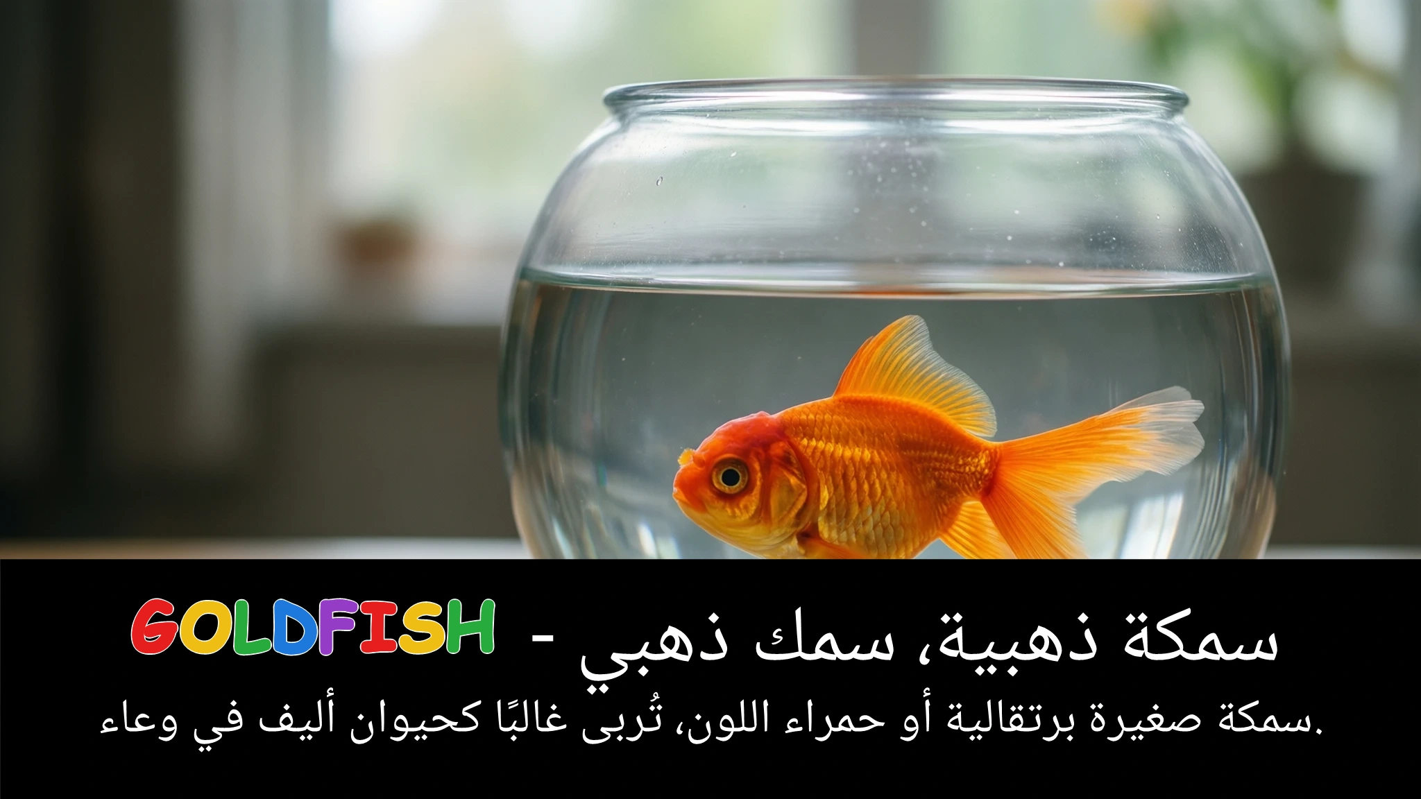 Arabic Illustration for goldfish